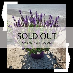 👇Everything past this point is sold 👇